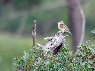 雌鳥/未成鳥 - Jorge  Safara - ML46413761