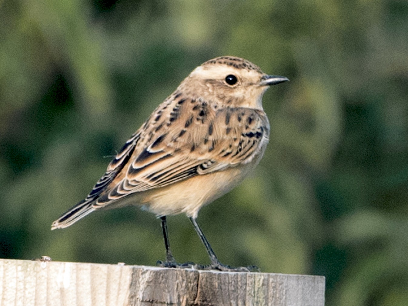 Whinchat - Brian Sullivan