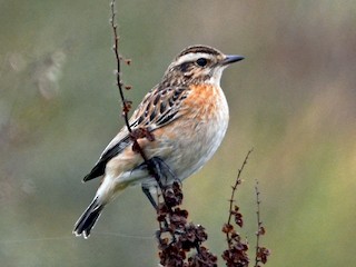 鳥類画「The Whinchat（ノビタキ）」 鳥類画「The Whinchat（ノビタキ）」の通販 by 心's shop｜ラクマ