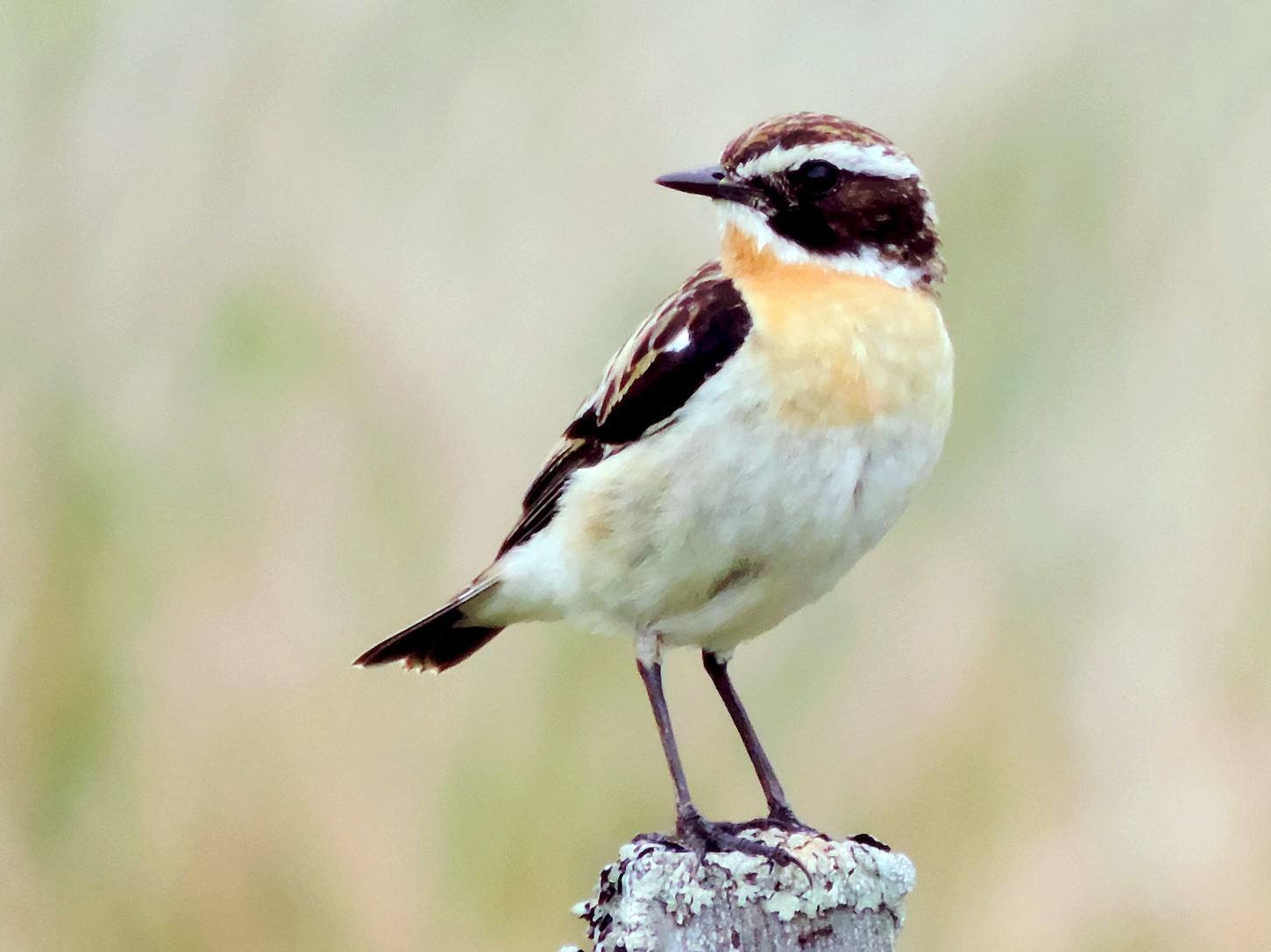 Whinchat - Lynden Schofield