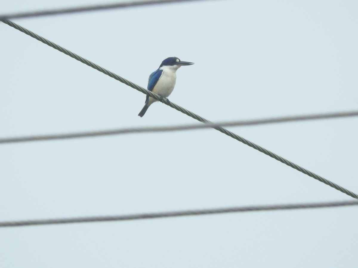 Forest Kingfisher - ML464139091