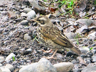 Молодая птица (Icelandic) - Paul Tavares - ML46414271