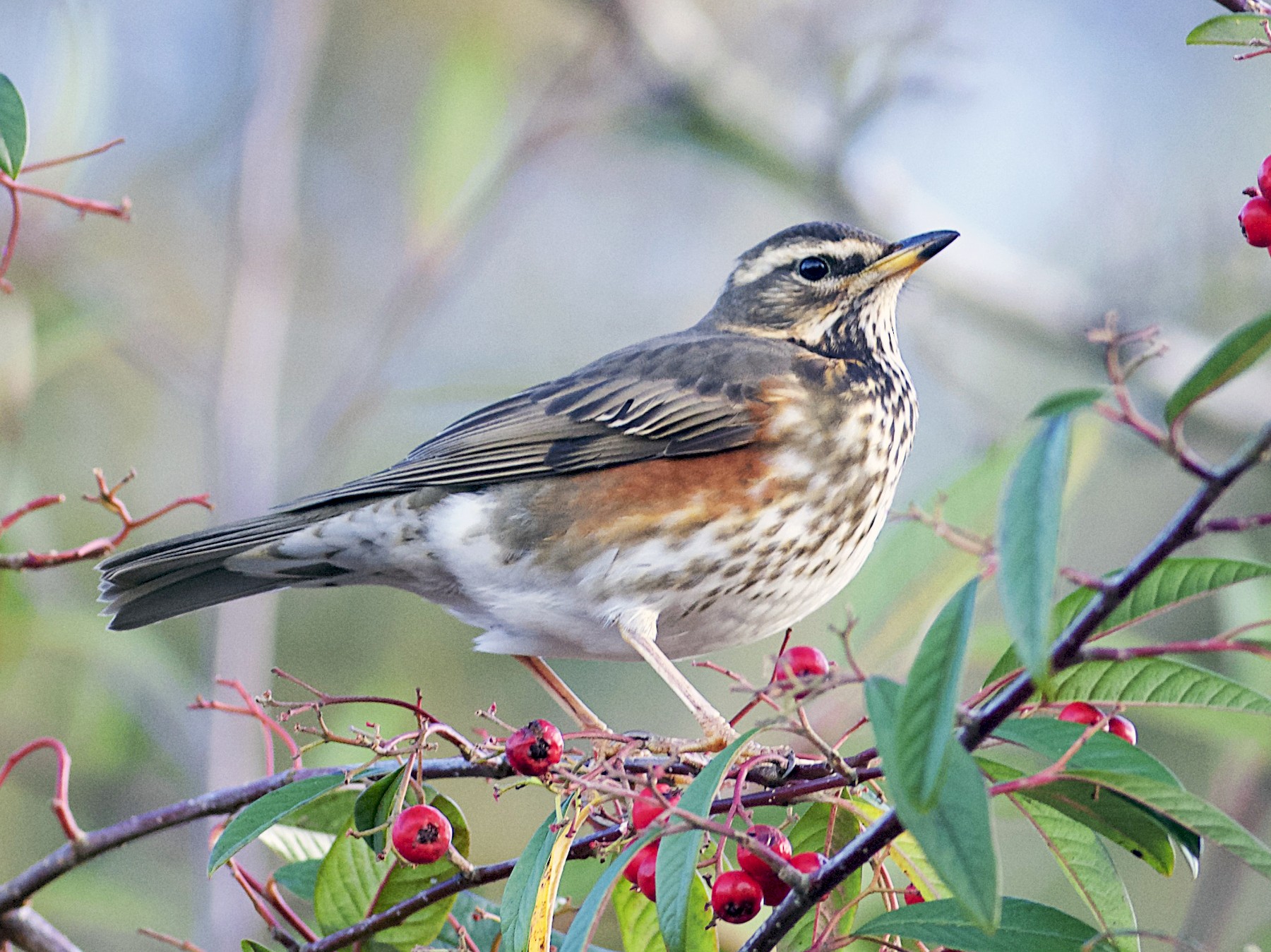 Redwing - eBird Redwing - eBird