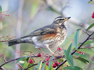  - Redwing (Eurasian)