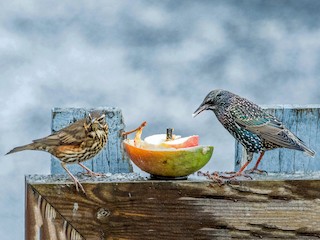 Adult (Icelandic) (with European Starling) - Guðmundur  Falk - ML46414291