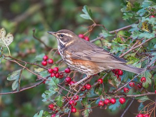 ワキアカツグミ - eBird