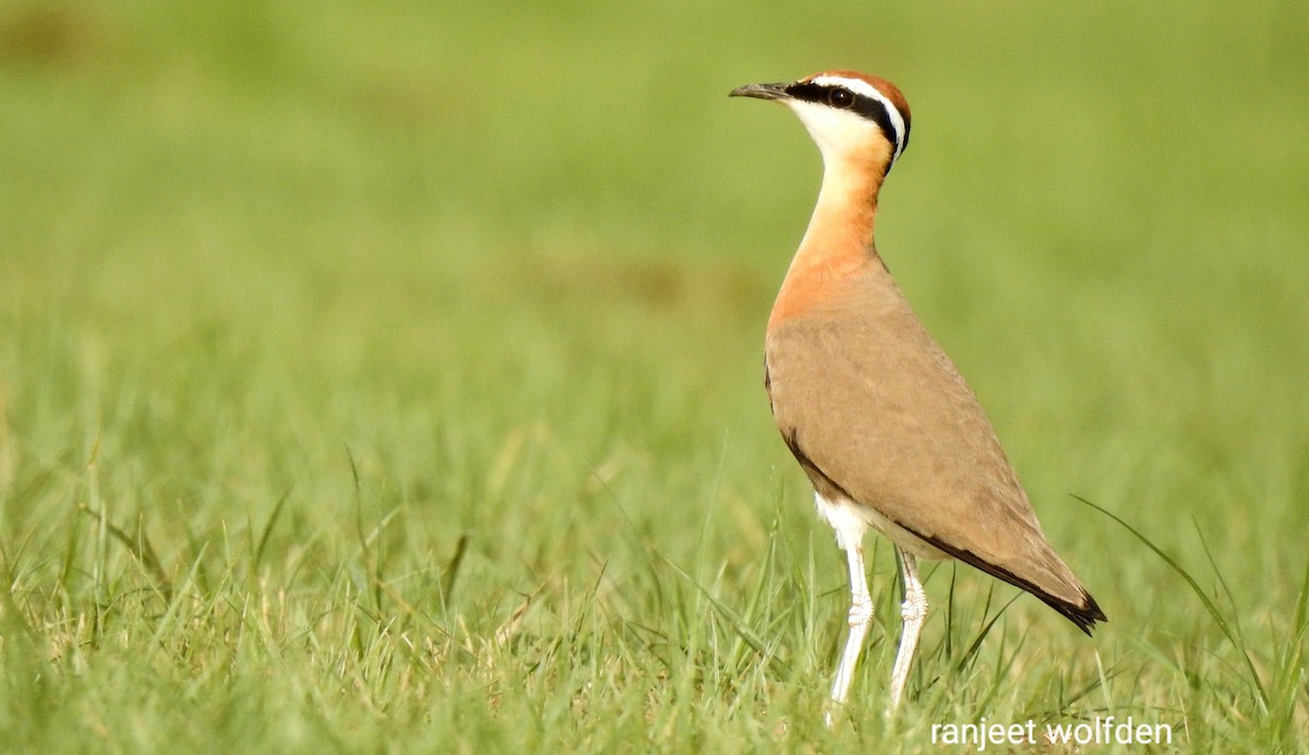 Indian Courser - ML464143181