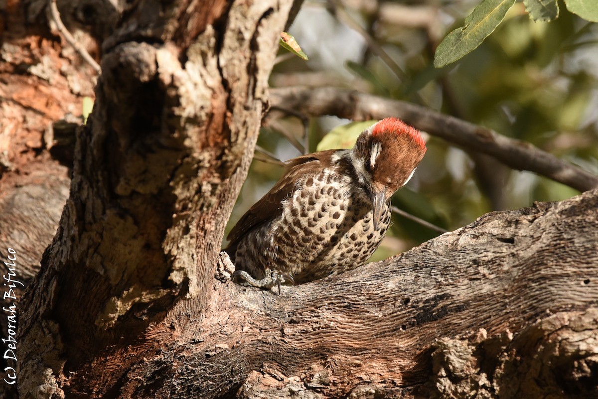 Arizona Woodpecker - ML46414531