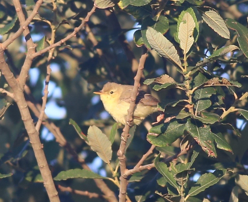 Melodious Warbler - ML464150011