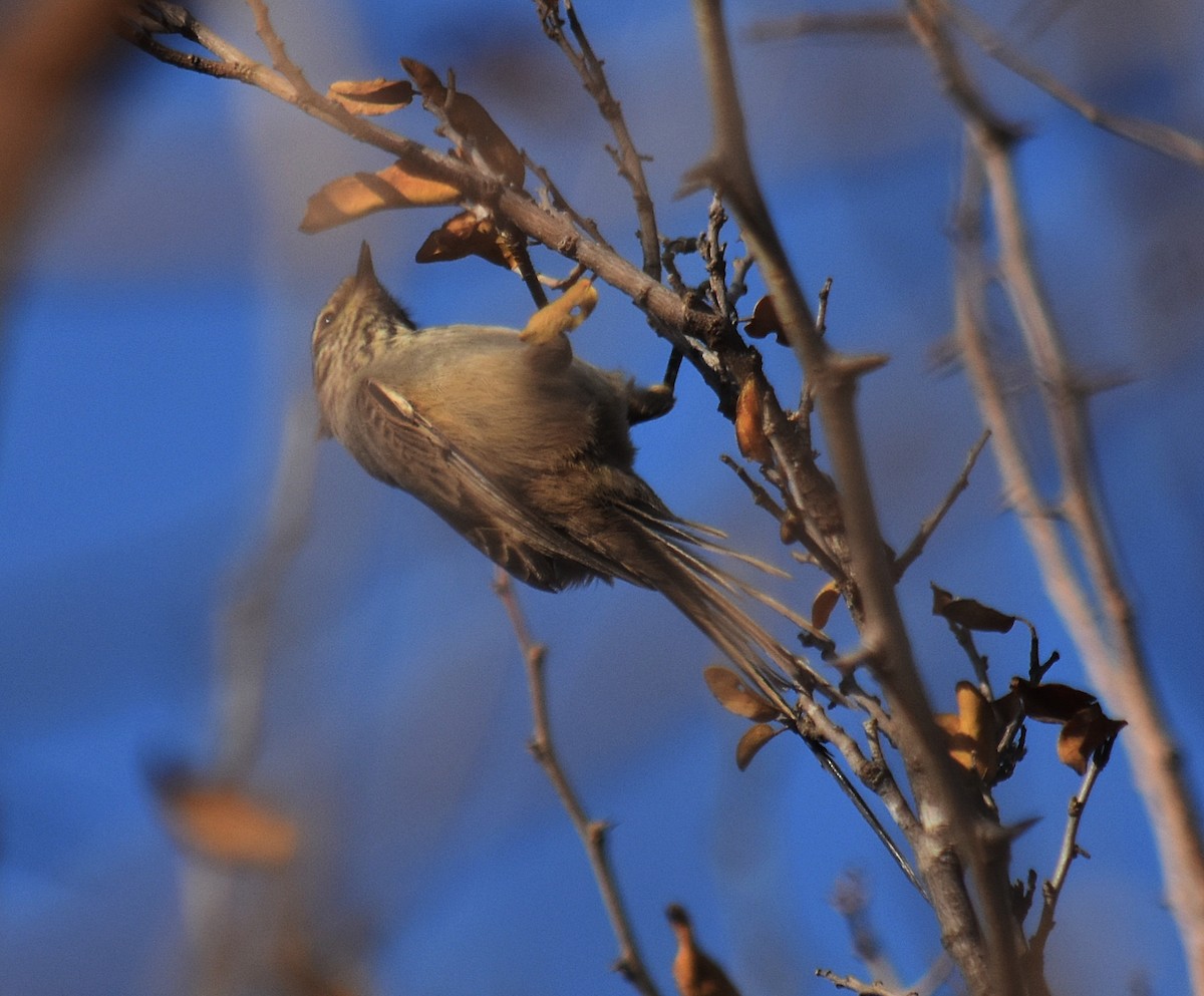 Tufted Tit-Spinetail - ML464156851