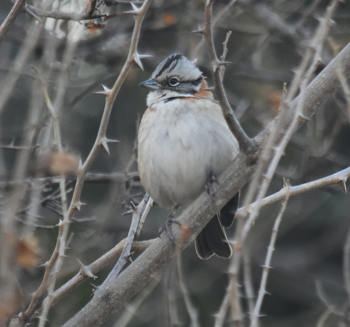 Rufous-collared Sparrow - ML464157221