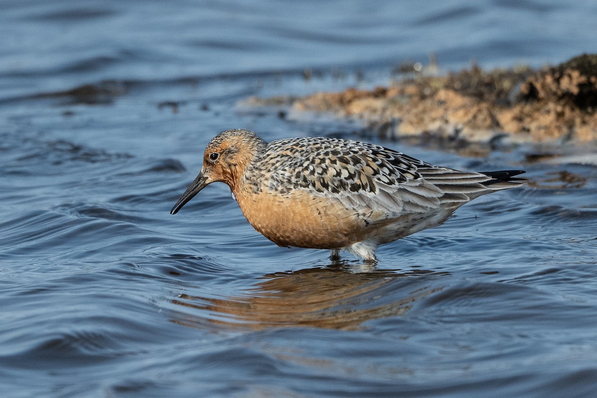 Red Knot - ML464163431