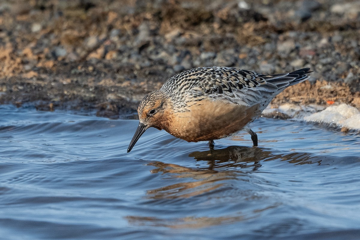 Red Knot - ML464163441