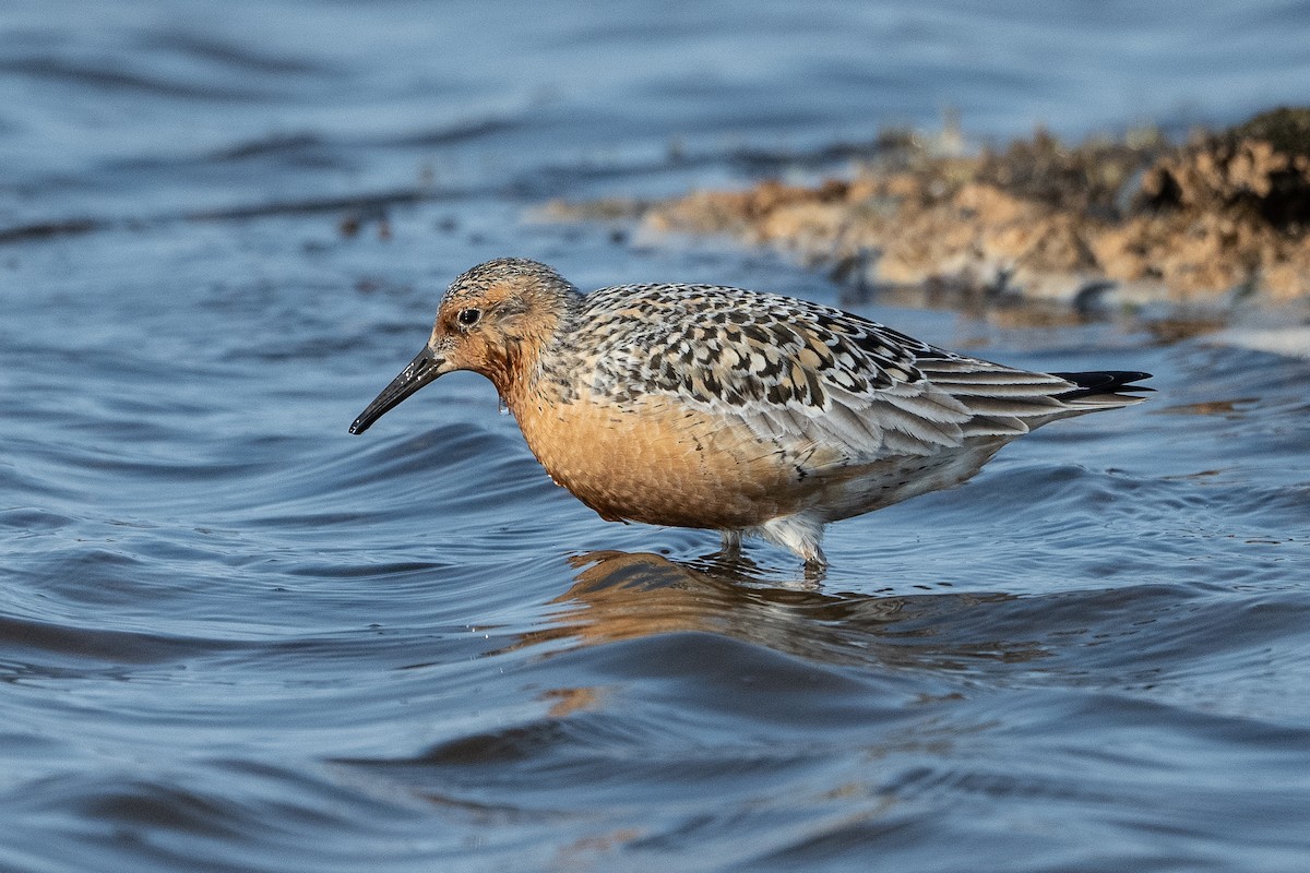 Red Knot - ML464163451
