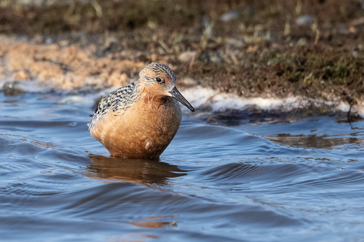 Red Knot - ML464163461