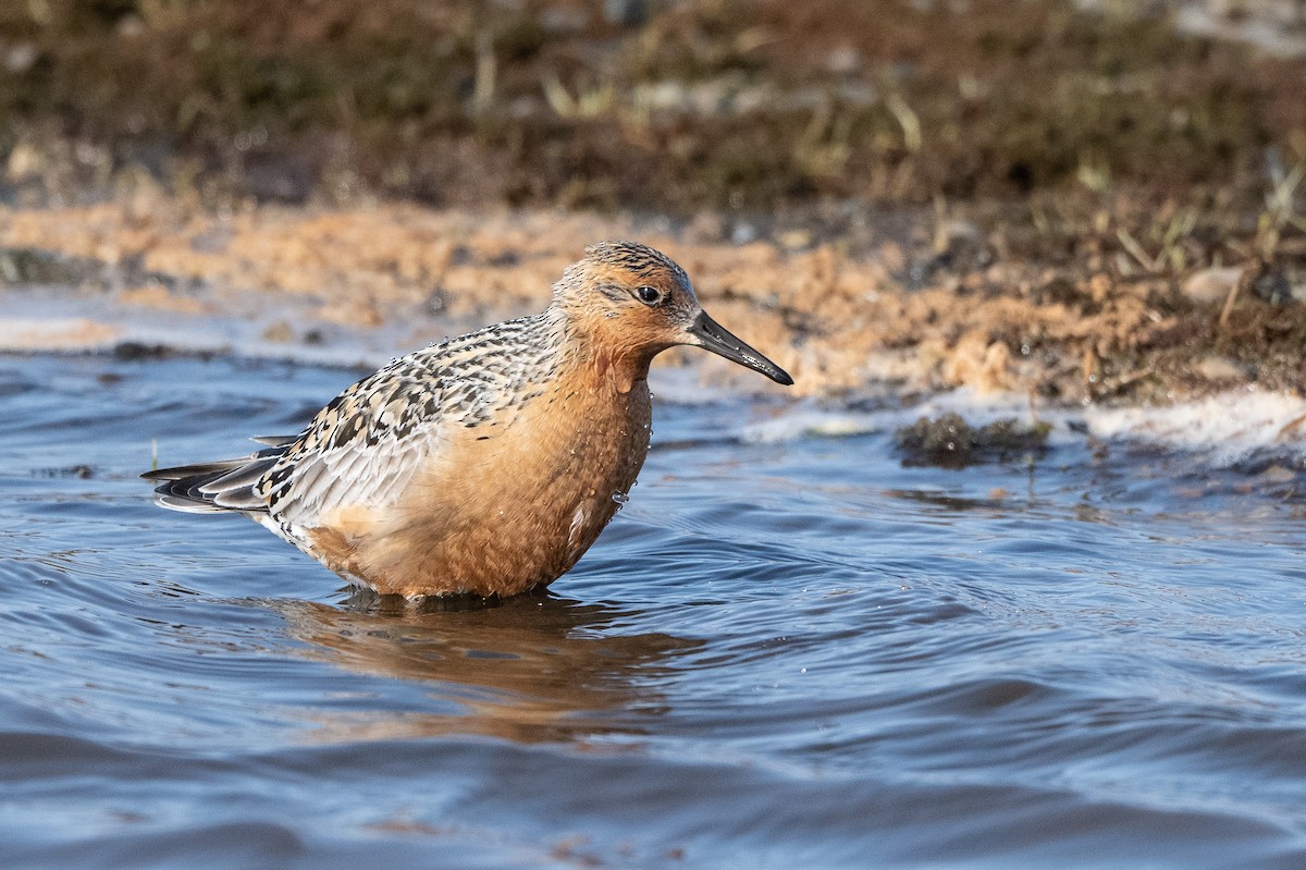 Red Knot - ML464163471