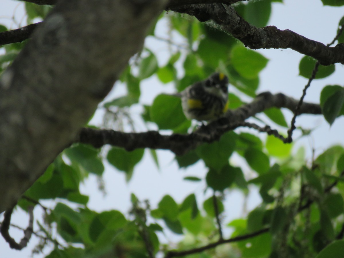 Yellow-rumped Warbler (Myrtle) - ML46416371