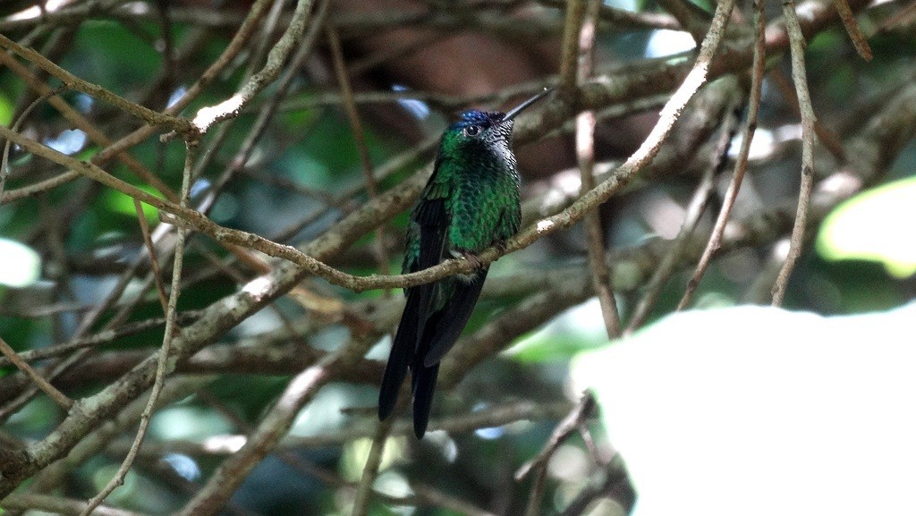 Violet-capped Woodnymph - ML46416671