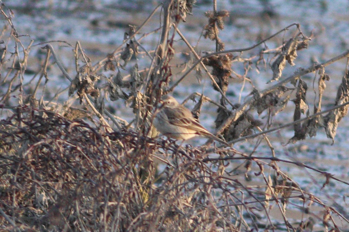 Water Pipit - ML464167411