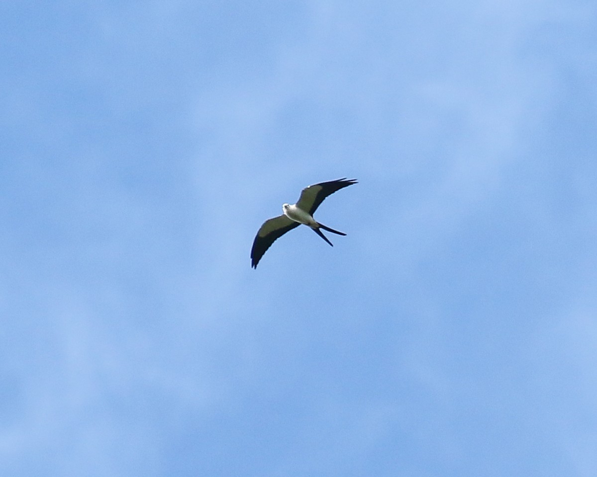 Swallow-tailed Kite - David Kirschke