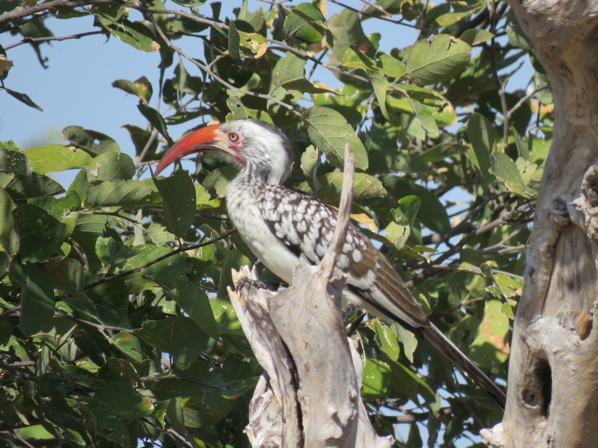 Southern Red-billed Hornbill - Sue Wright