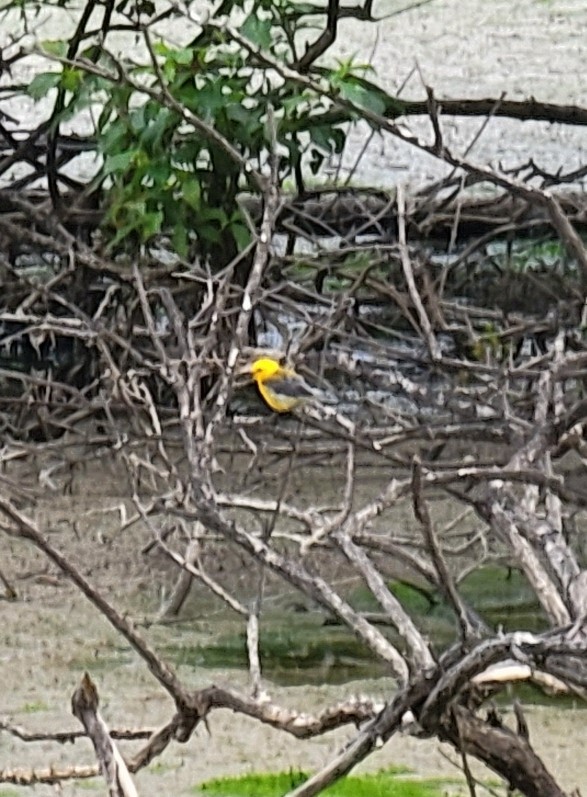 Prothonotary Warbler - ML464181871