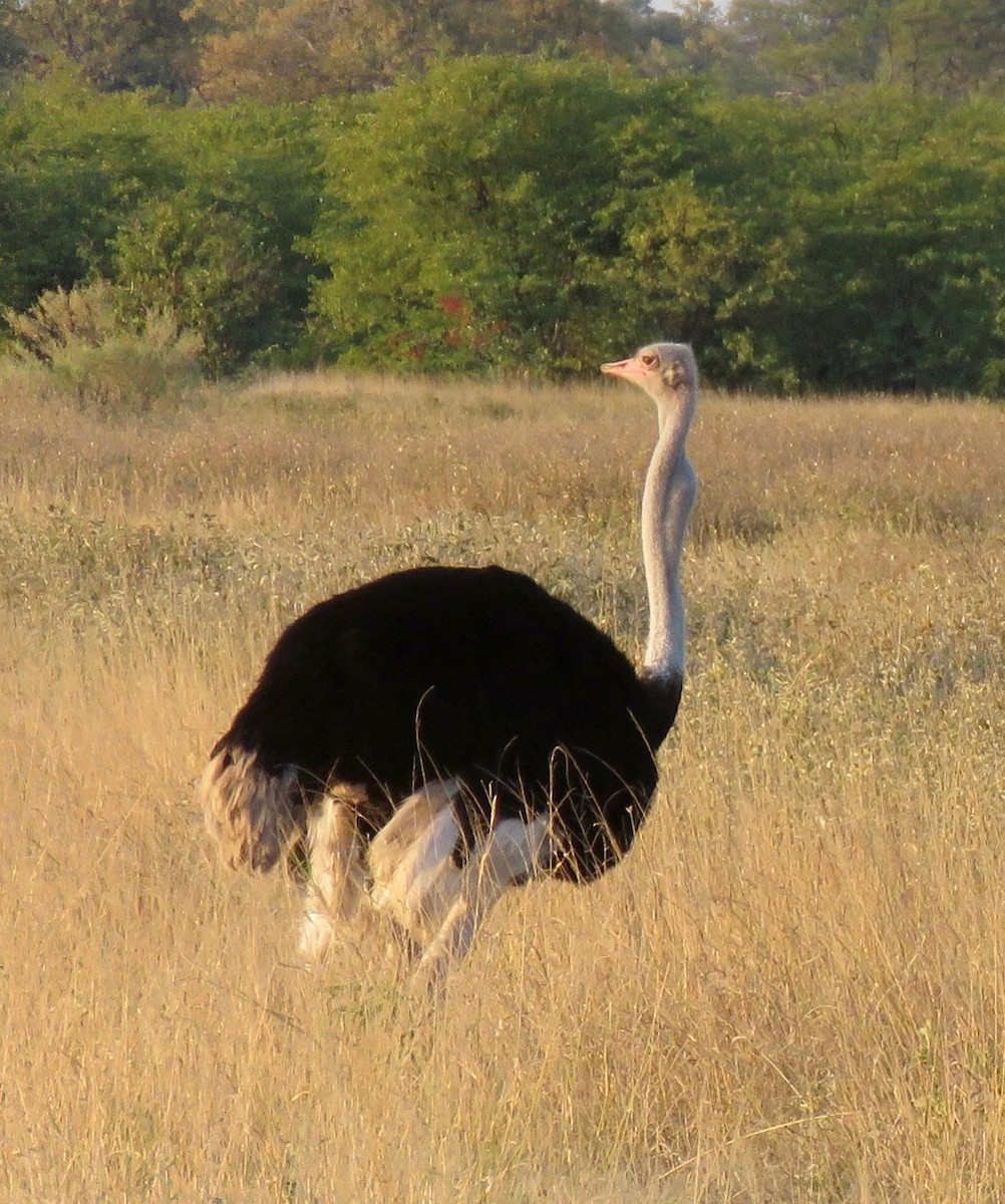 Common Ostrich - Sue Wright