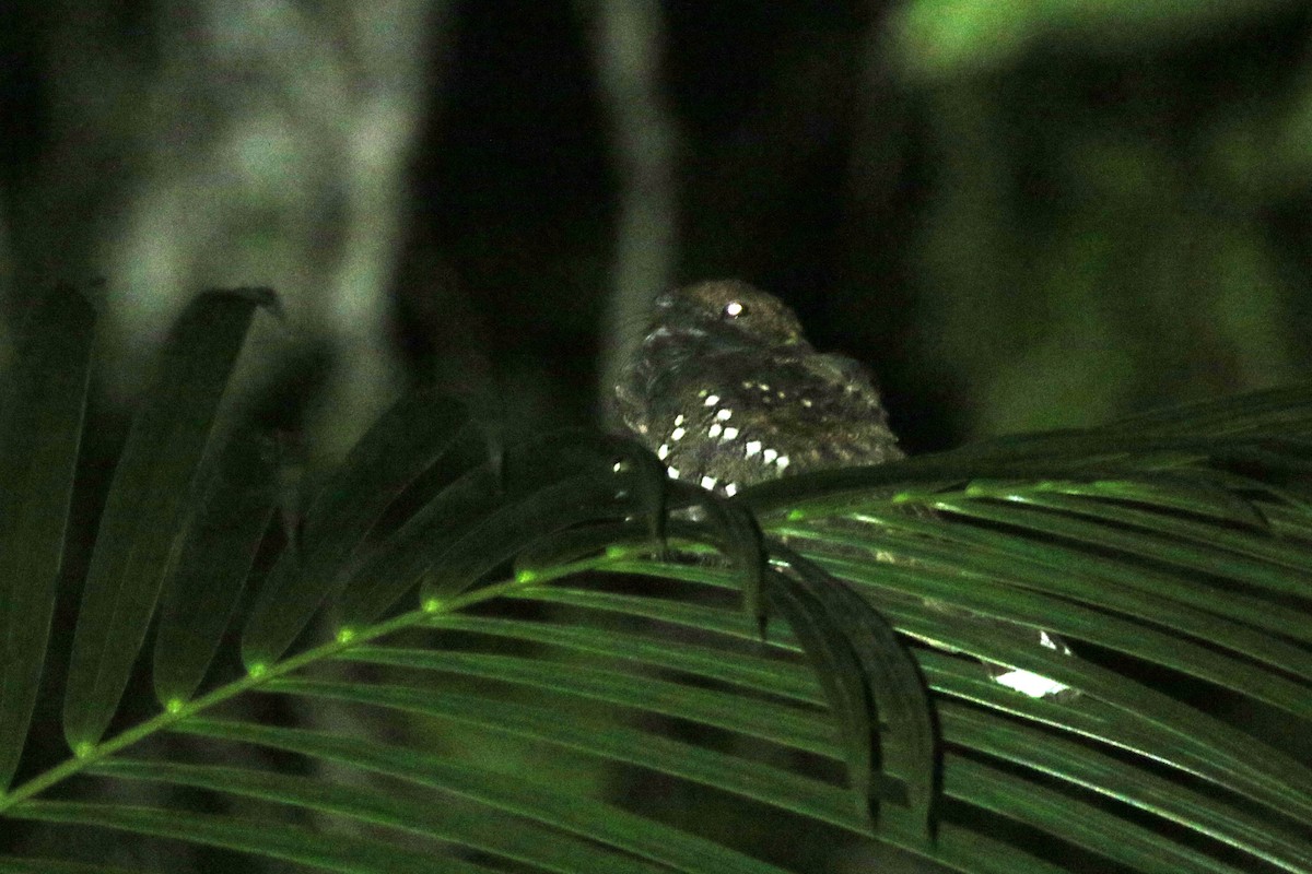 Ocellated Poorwill - ML464188451