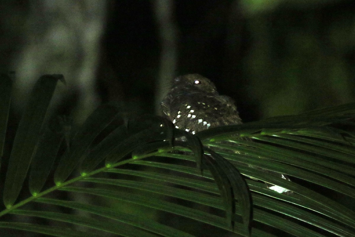 Ocellated Poorwill - ML464189101