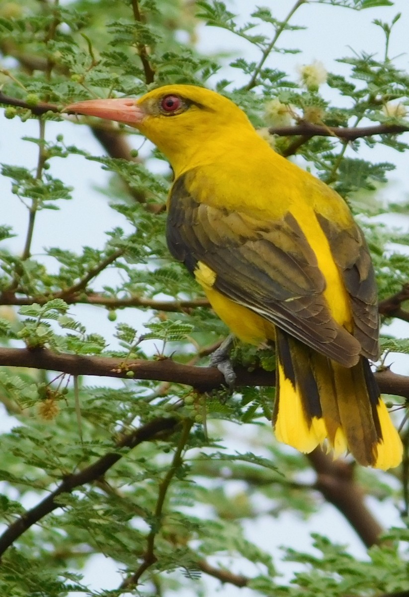 Indian Golden Oriole - ML464189921