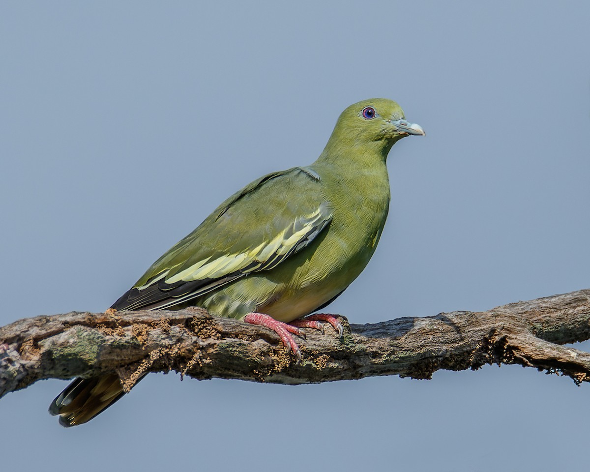 Розовошейный зелёный голубь - ML464193221