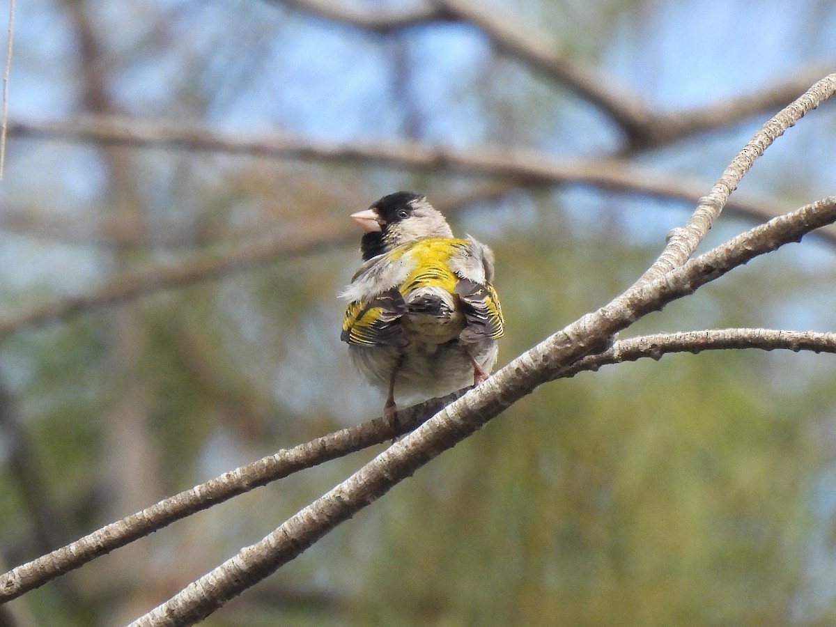 Lawrence's Goldfinch - ML464194451
