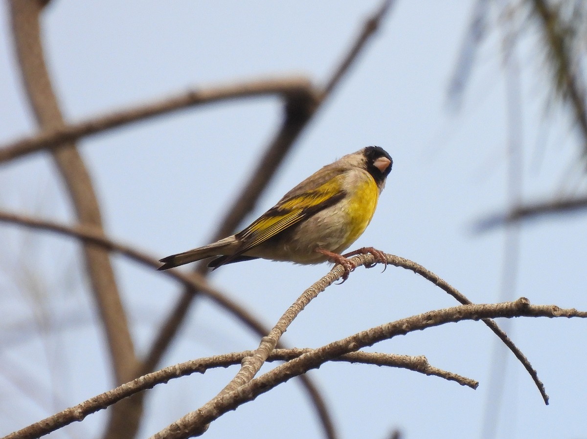 Lawrence's Goldfinch - ML464194481