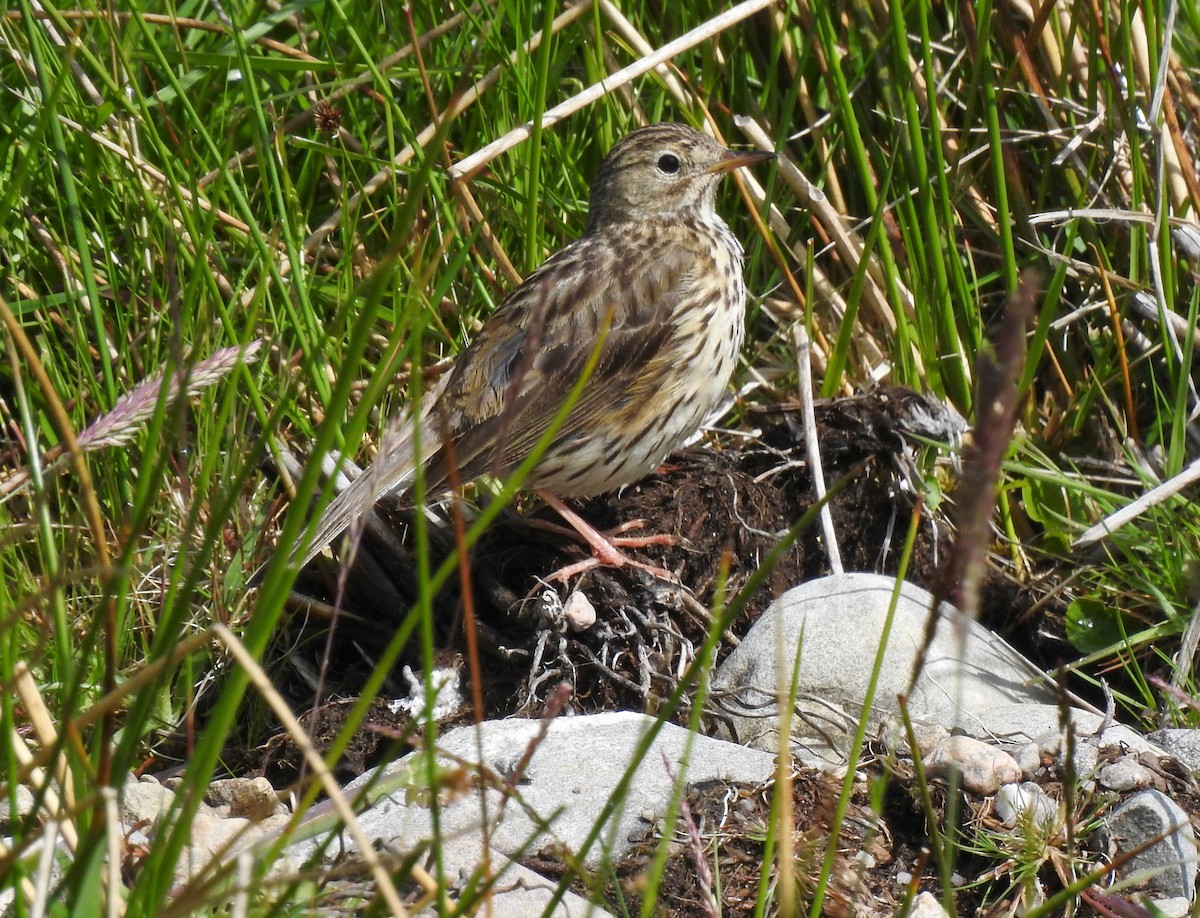 Meadow Pipit - ML464200291