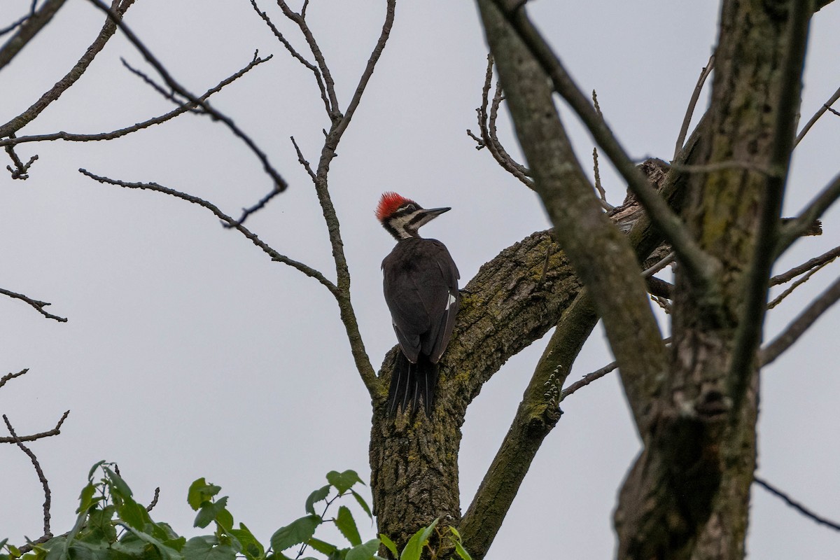 Pileated Woodpecker - ML464202161