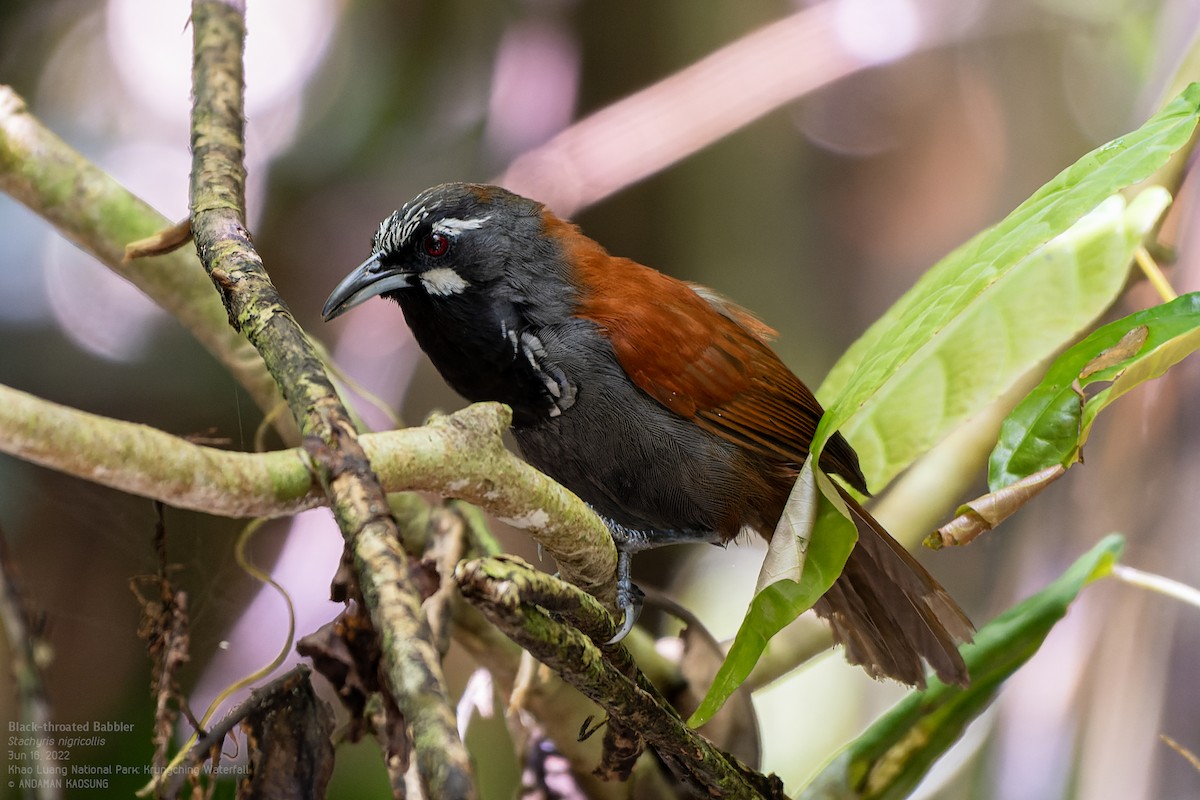 Black-throated Babbler - Andaman Kaosung