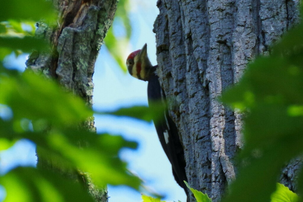 Pileated Woodpecker - ML464203241