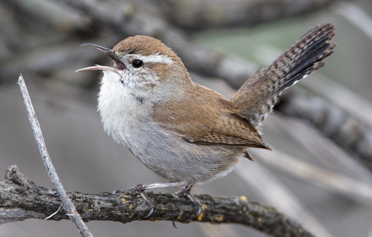 ML464206041 - Bewick's Wren - Macaulay Library