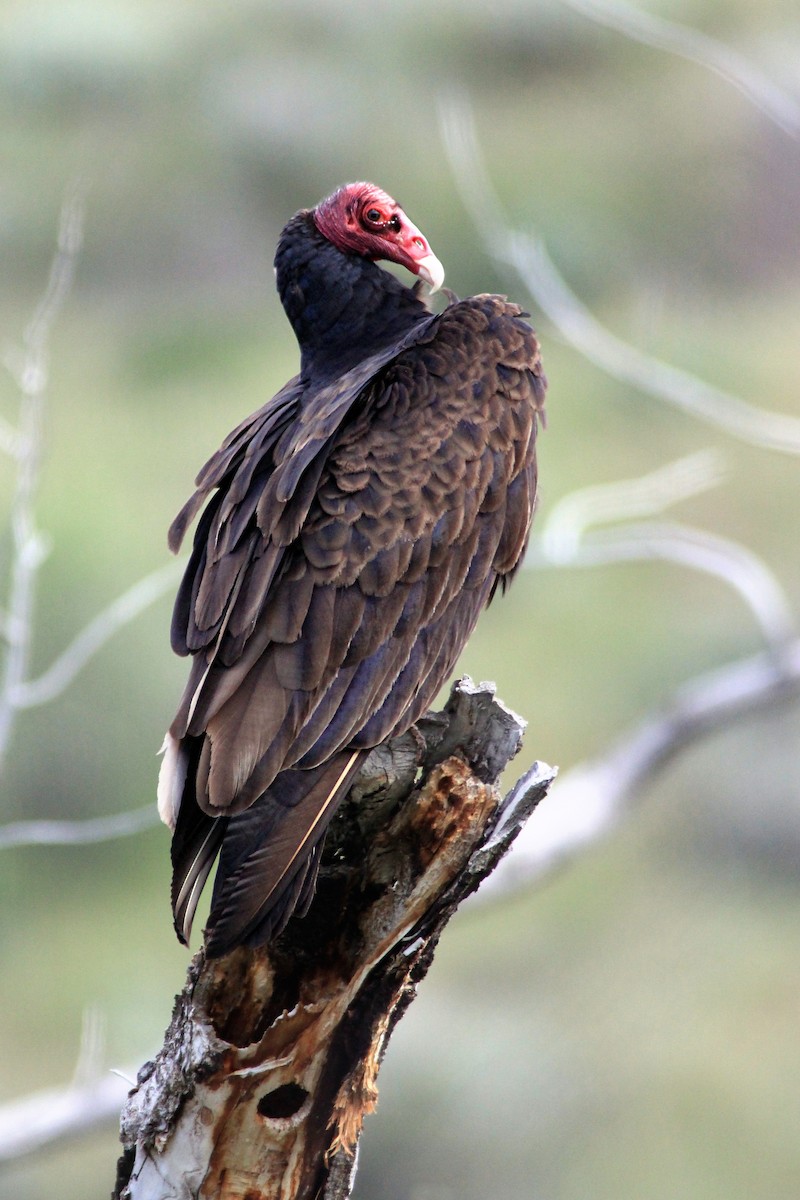 Turkey Vulture - Matthew Pendleton