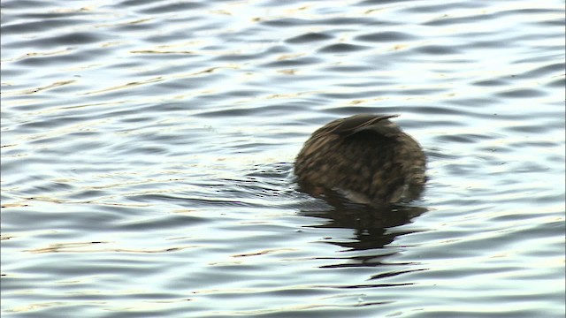 Mottled Duck (Florida) - ML464213