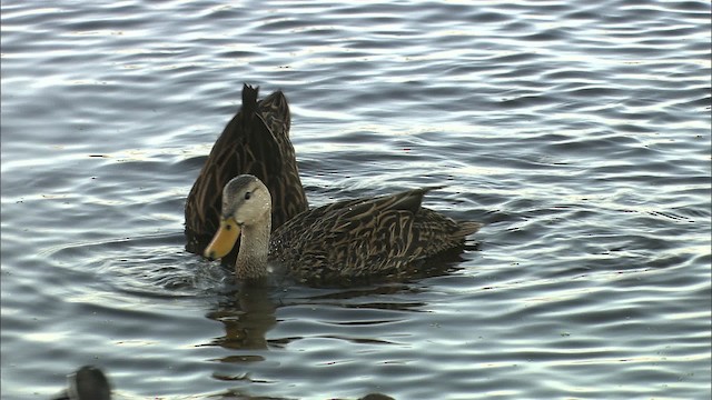Mottled Duck (Florida) - ML464215