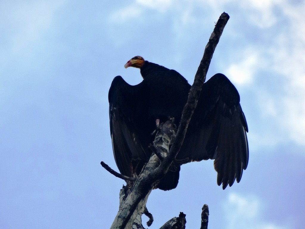 Greater Yellow-headed Vulture - Helbert Noventa
