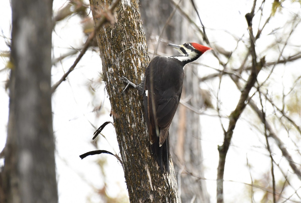 Pileated Woodpecker - ML464222861