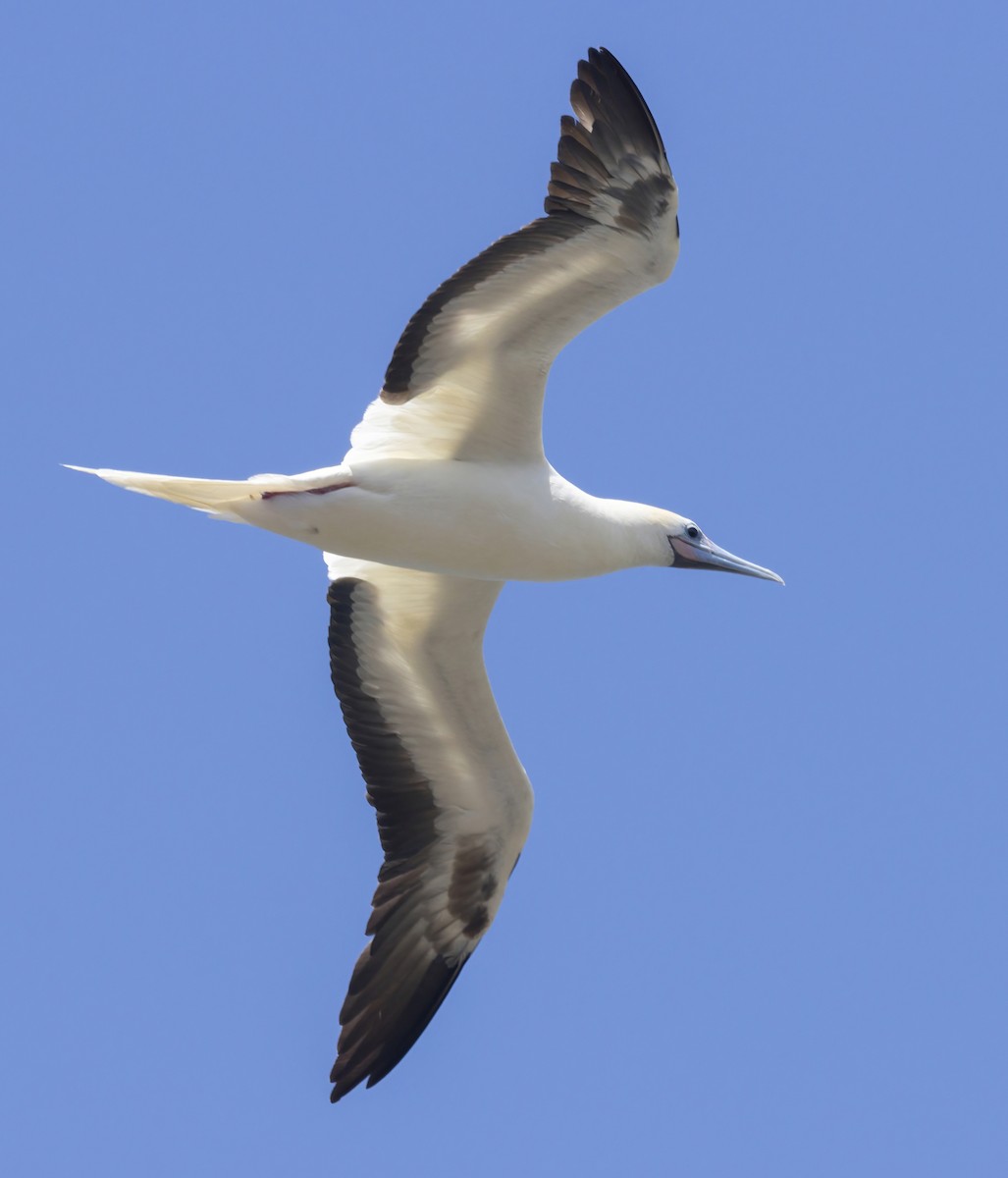 Red-footed Booby - Terry Sohl