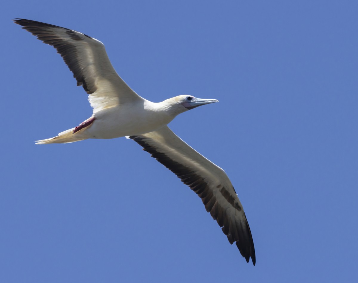 Red-footed Booby - ML464224821