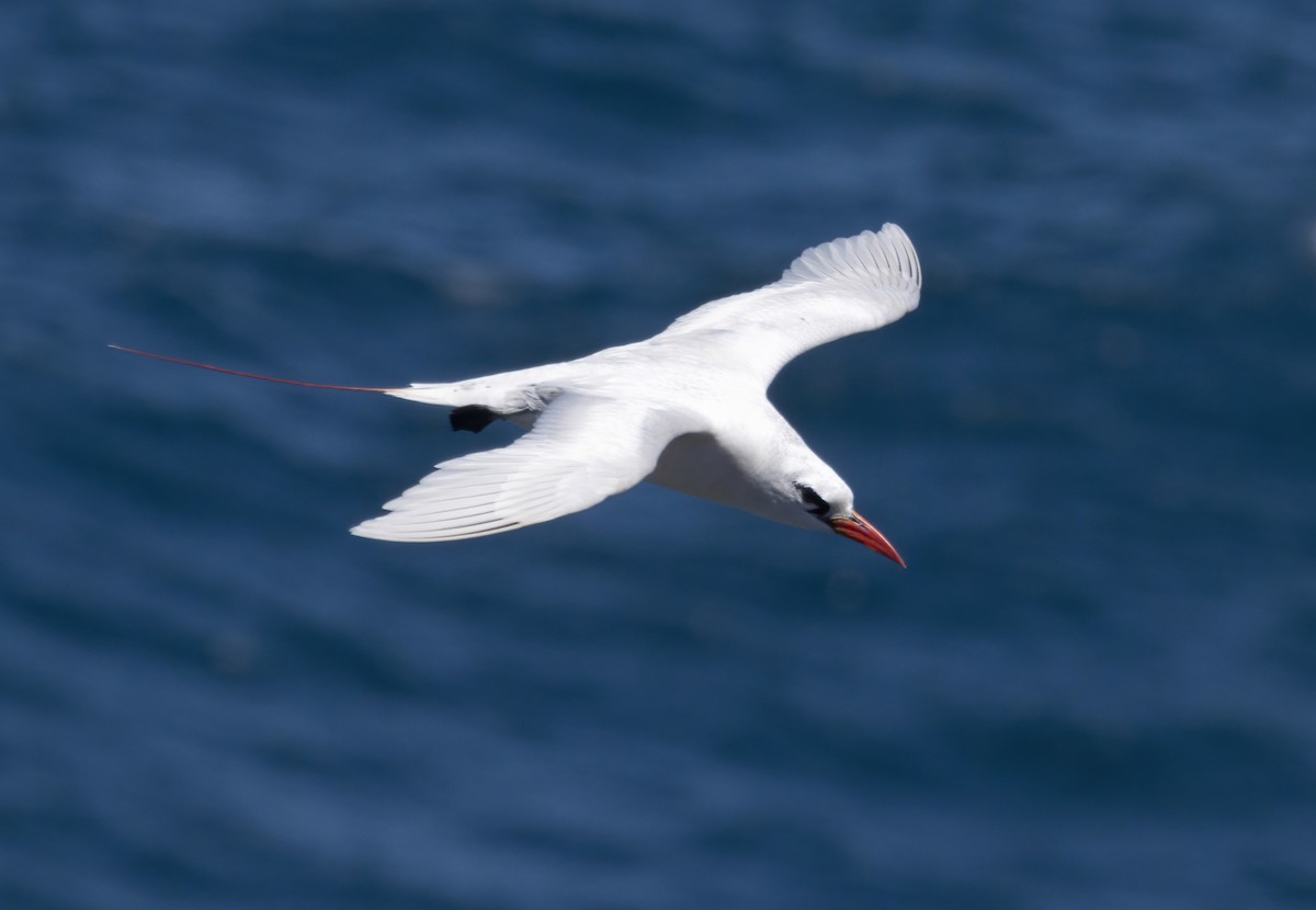 Red-tailed Tropicbird - ML464225631