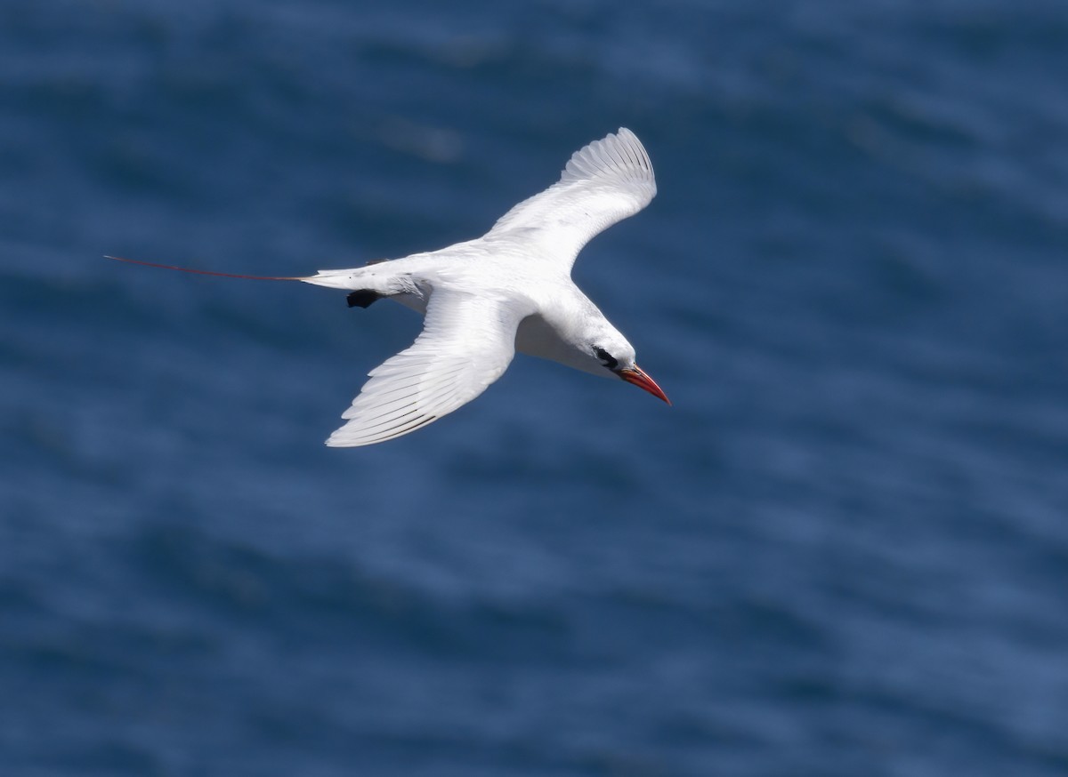 Red-tailed Tropicbird - ML464225641