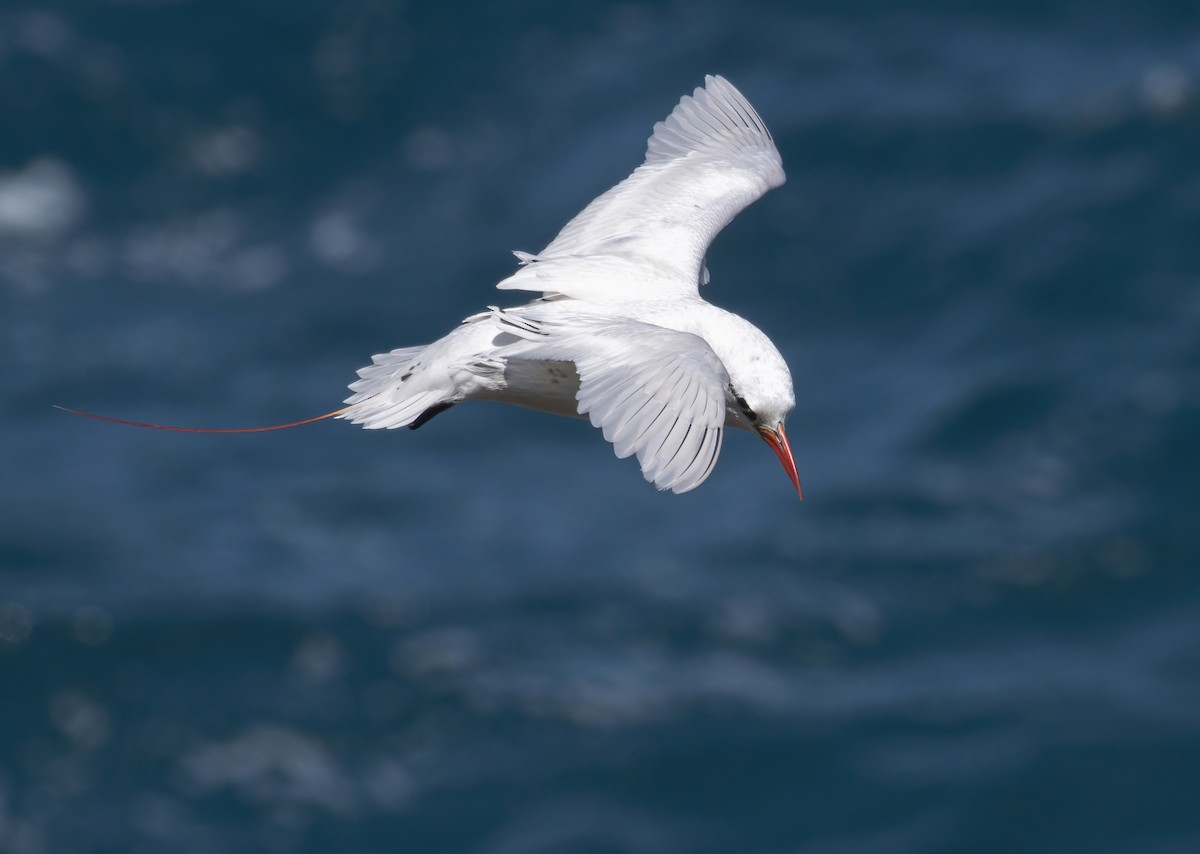 Red-tailed Tropicbird - ML464225651