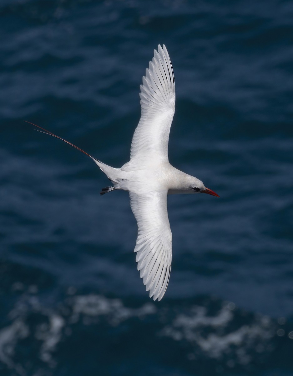 Red-tailed Tropicbird - ML464225661