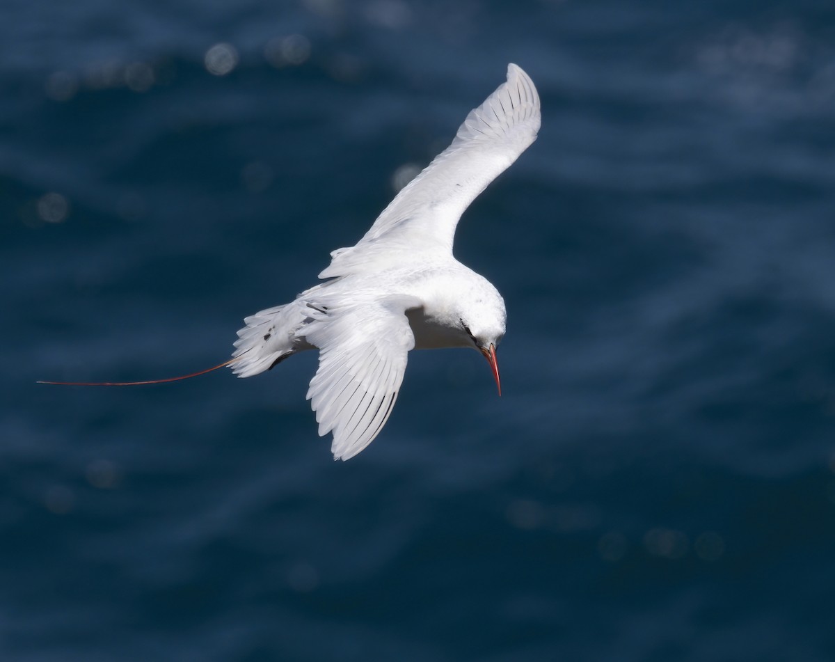 Red-tailed Tropicbird - Terry Sohl